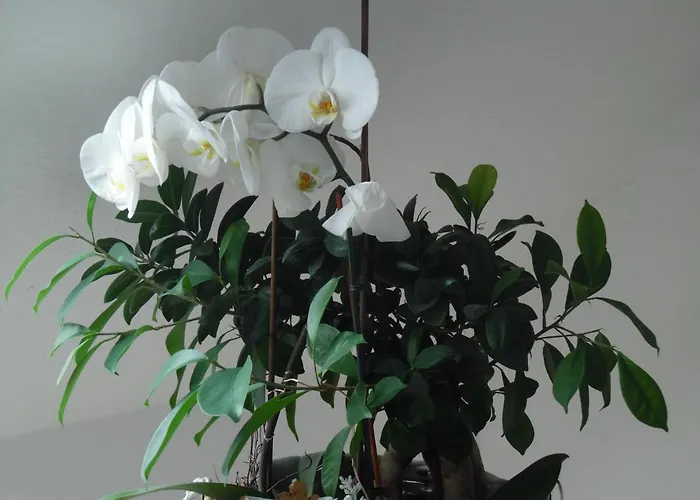 Martina * Крумхёрн