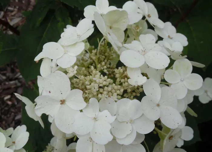 Martina Апартаменты Крумхёрн